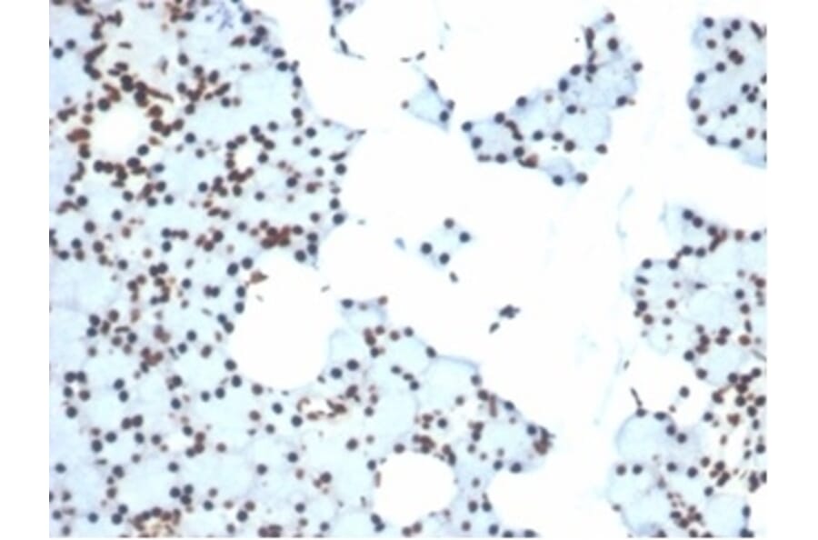 Immunohistochemistry - Anti-Ku80 Antibody [XRCC5/7315] (A277824) - Antibodies.com