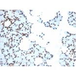 Immunohistochemistry - Anti-Ku80 Antibody [XRCC5/7315] (A277824) - Antibodies.com