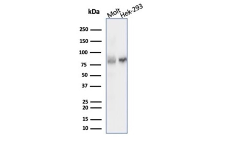 Western Blot - Anti-Ku80 Antibody [XRCC5/7315] (A277824) - Antibodies.com