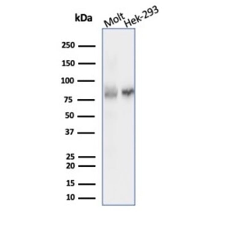 Western Blot - Anti-Ku80 Antibody [XRCC5/7315] (A277824) - Antibodies.com