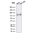 Western Blot - Anti-Ku80 Antibody [XRCC5/7315] (A277824) - Antibodies.com