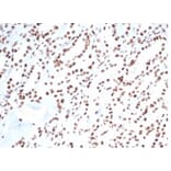 Immunohistochemistry - Anti-Ku80 Antibody [XRCC5/7317] (A277825) - Antibodies.com