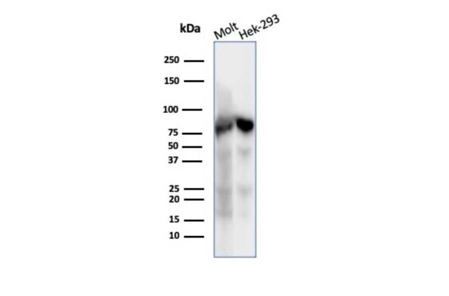 Western Blot - Anti-Ku80 Antibody [XRCC5/7317] (A277825) - Antibodies.com