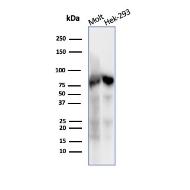 Western Blot - Anti-Ku80 Antibody [XRCC5/7317] (A277825) - Antibodies.com