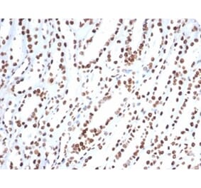 Immunohistochemistry - Anti-Ku80 Antibody [XRCC5/7318] (A277826) - Antibodies.com