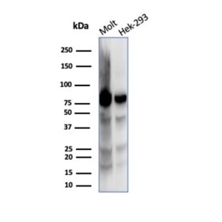 Western Blot - Anti-Ku80 Antibody [XRCC5/7318] (A277826) - Antibodies.com