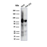 Western Blot - Anti-Ku80 Antibody [XRCC5/7318] (A277826) - Antibodies.com