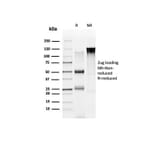 SDS-PAGE - Anti-NOC4L Antibody [PCRP-NOC4L-1B2] (A277828) - Antibodies.com