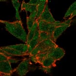 Immunofluorescence - Anti-NOC4L Antibody [PCRP-NOC4L-1B2] (A277828) - Antibodies.com