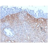 Immunohistochemistry - Anti-FGF23 Antibody [FGF23/4171] (A277830) - Antibodies.com