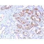 Immunohistochemistry - Anti-FGF23 Antibody [FGF23/4174] (A277831) - Antibodies.com