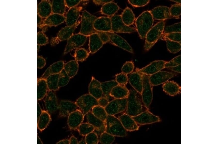 Immunofluorescence - Anti-HDAC3 Antibody [PCRP-HDAC3-2D4] (A277838) - Antibodies.com