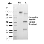 SDS-PAGE - Anti-HDAC3 Antibody [PCRP-HDAC3-3C9] (A277839) - Antibodies.com