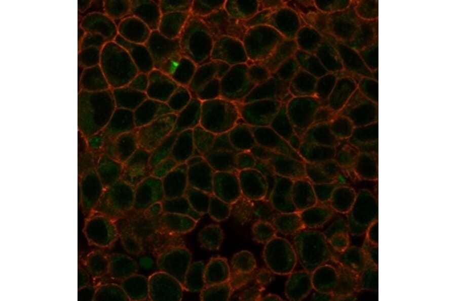 Immunofluorescence - Anti-HDAC3 Antibody [PCRP-HDAC3-3C9] (A277839) - Antibodies.com