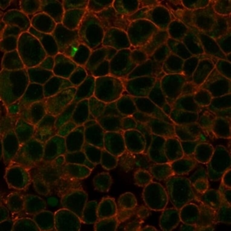 Immunofluorescence - Anti-HDAC3 Antibody [PCRP-HDAC3-3C9] (A277839) - Antibodies.com