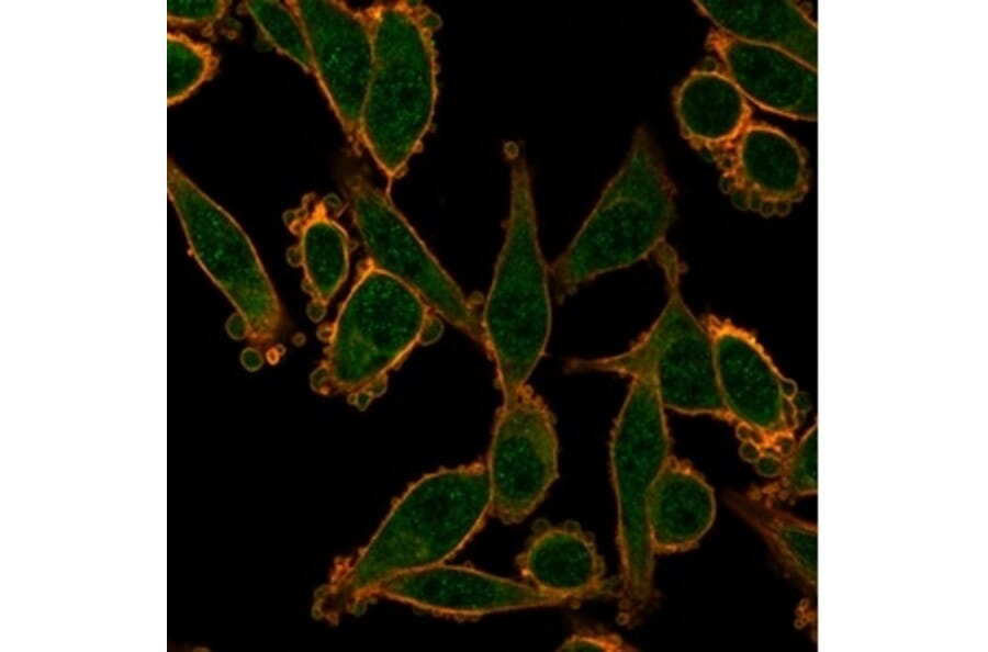 Immunofluorescence - Anti-ZNF276 Antibody [PCRP-ZNF276-1A5] (A277845) - Antibodies.com