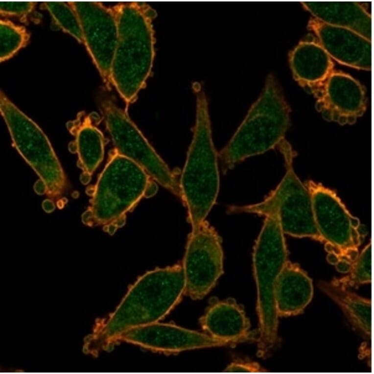 Immunofluorescence - Anti-ZNF276 Antibody [PCRP-ZNF276-1A5] (A277845) - Antibodies.com