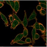 Immunofluorescence - Anti-ZNF276 Antibody [PCRP-ZNF276-1A5] (A277845) - Antibodies.com