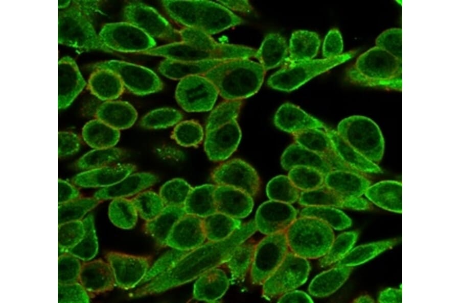 Immunofluorescence - Anti-MED21 Antibody [PCRP-MED21-4B5] (A277849) - Antibodies.com