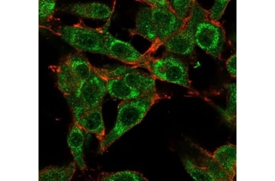 Immunofluorescence - Anti-MED21 Antibody [PCRP-MED21-4B5] (A277849) - Antibodies.com
