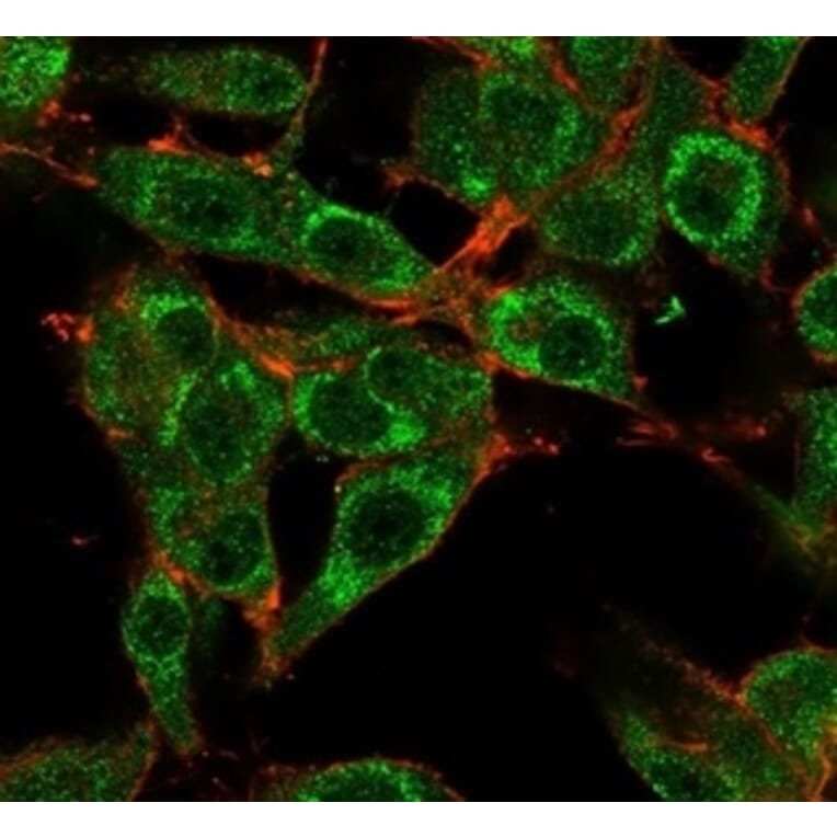 Immunofluorescence - Anti-MED21 Antibody [PCRP-MED21-4B5] (A277849) - Antibodies.com