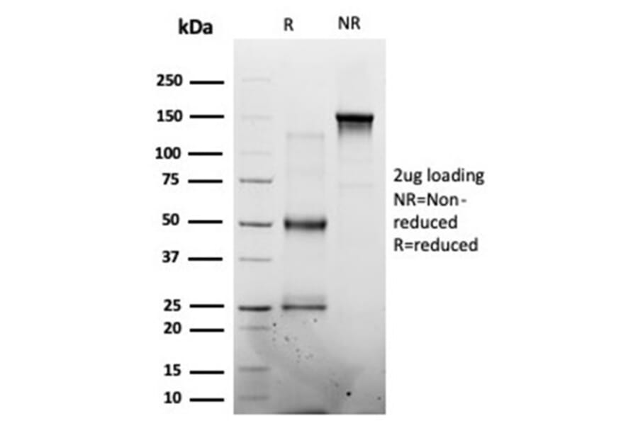SDS-PAGE - Anti-MED7 Antibody [PCRP-MED7-1B8] (A277851) - Antibodies.com