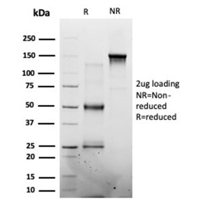 SDS-PAGE - Anti-MED7 Antibody [PCRP-MED7-1B8] (A277851) - Antibodies.com