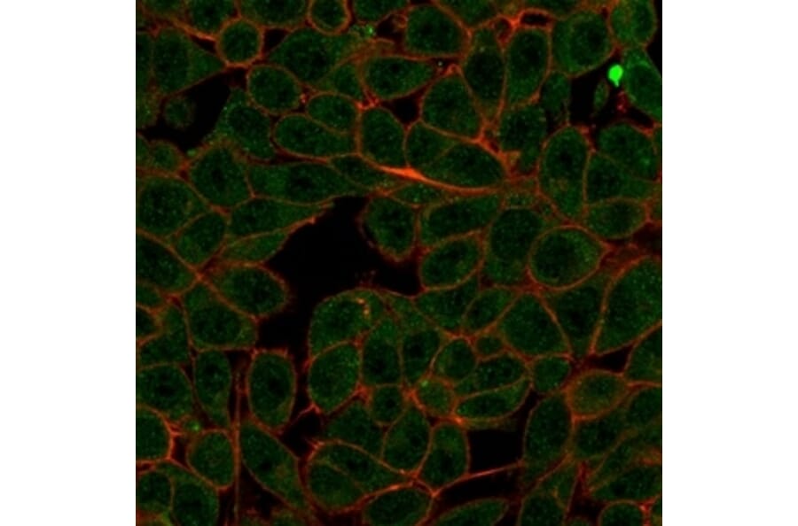 Immunofluorescence - Anti-MED7 Antibody [PCRP-MED7-1B8] (A277851) - Antibodies.com