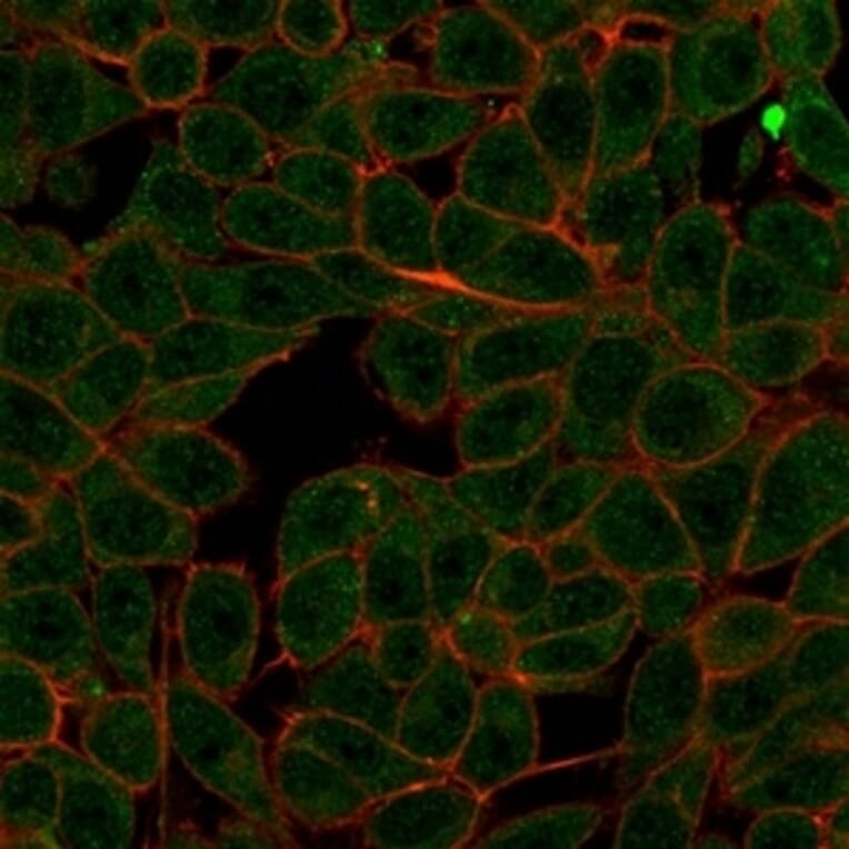 Immunofluorescence - Anti-MED7 Antibody [PCRP-MED7-1B8] (A277851) - Antibodies.com