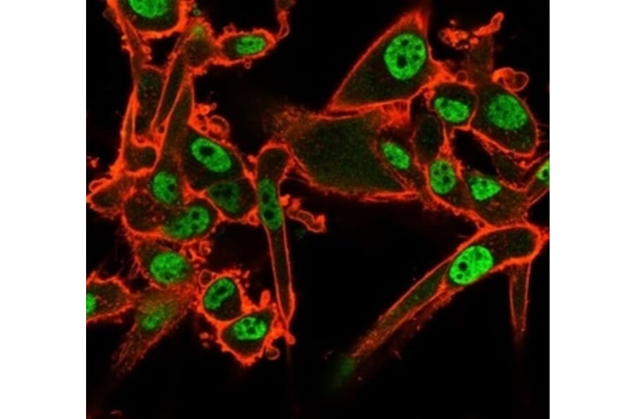 Immunofluorescence - Anti-QKI Antibody [PCRP-QKI-2F10] (A277852) - Antibodies.com