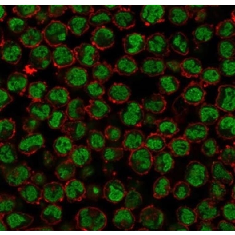 Immunofluorescence - Anti-QKI Antibody [PCRP-QKI-2F10] (A277852) - Antibodies.com