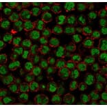 Immunofluorescence - Anti-QKI Antibody [PCRP-QKI-2F10] (A277852) - Antibodies.com