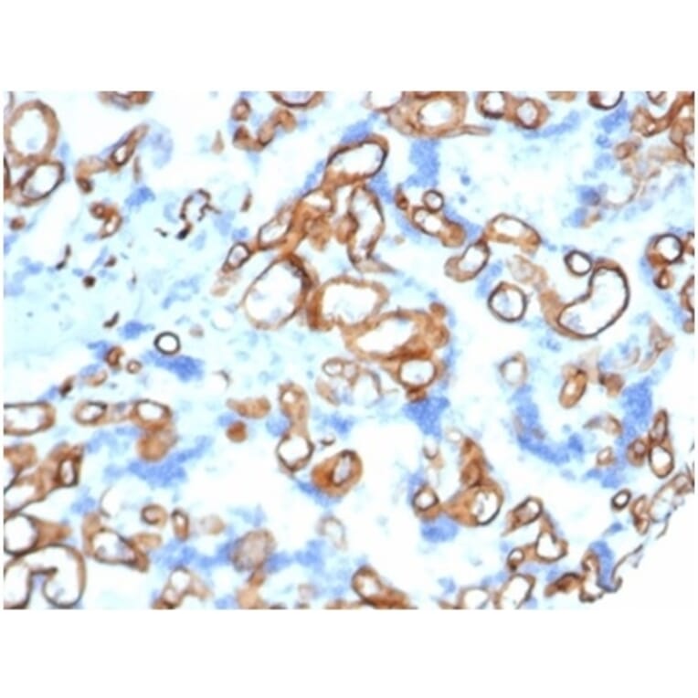Immunohistochemistry - Anti-CD34 Antibody [CD34/4939] (A277853) - Antibodies.com