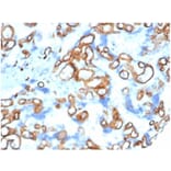 Immunohistochemistry - Anti-CD34 Antibody [CD34/4939] (A277853) - Antibodies.com