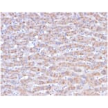 Immunohistochemistry - Anti-CD40L Antibody [CD40LG/4675] (A277856) - Antibodies.com