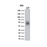 Western Blot - Anti-CD48 Antibody [CD48/4783] (A277857) - Antibodies.com
