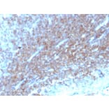 Immunohistochemistry - Anti-CD48 Antibody [CD48/4784] (A277858) - Antibodies.com
