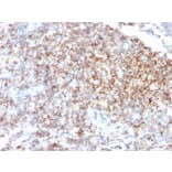 Immunohistochemistry - Anti-CD48 Antibody [CD48/4785] (A277859) - Antibodies.com