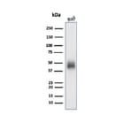 Western Blot - Anti-CD48 Antibody [CD48/4785] (A277859) - Antibodies.com