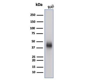 Western Blot - Anti-CD48 Antibody [CD48/4787] (A277861) - Antibodies.com
