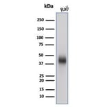 Western Blot - Anti-CD48 Antibody [CD48/4787] (A277861) - Antibodies.com