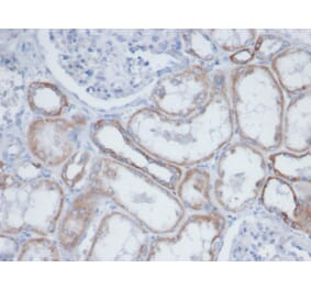 Immunohistochemistry - Anti-Biotin Antibody [BTN399] (A277866) - Antibodies.com