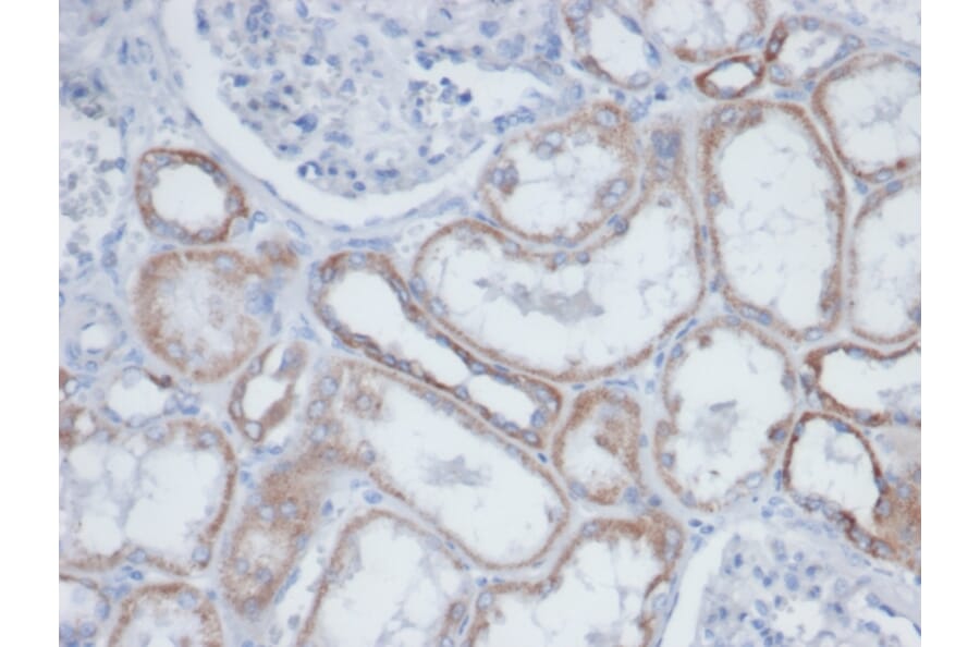 Immunohistochemistry - Anti-Biotin Antibody [BTN399] (A277866) - Antibodies.com