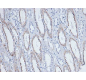 Immunohistochemistry - Anti-Biotin Antibody [BTN/403] (A277867) - Antibodies.com