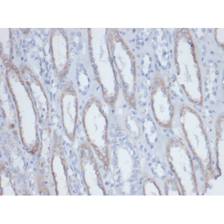 Immunohistochemistry - Anti-Biotin Antibody [BTN/403] (A277867) - Antibodies.com