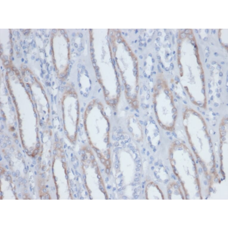 Immunohistochemistry - Anti-Biotin Antibody [BTN/403] (A277867) - Antibodies.com