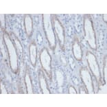 Immunohistochemistry - Anti-Biotin Antibody [BTN/403] (A277867) - Antibodies.com