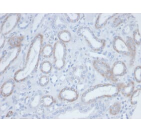 Immunohistochemistry - Anti-Biotin Antibody [BTN/36] (A277869) - Antibodies.com
