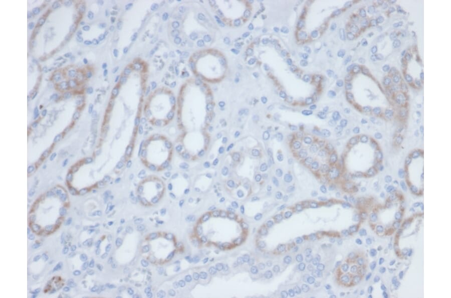 Immunohistochemistry - Anti-Biotin Antibody [BTN/36] (A277869) - Antibodies.com