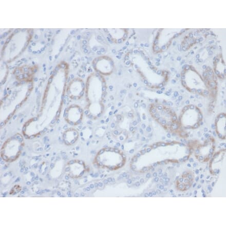 Immunohistochemistry - Anti-Biotin Antibody [BTN/36] (A277869) - Antibodies.com